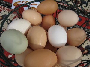 Farm-fresh Hen AND Duck Eggs!