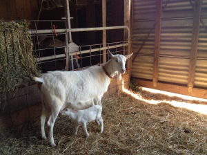 One of Portland Creamery's mama goats.
