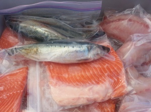 Fresh Sardines...and Tuna this Sat!
