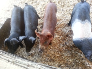 Happy Pigs on Hansen Family Farm.