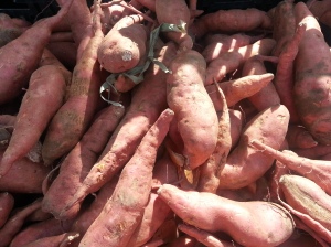 RJ Farms first-of-the-season Sweet Potatoes....fries anyone?